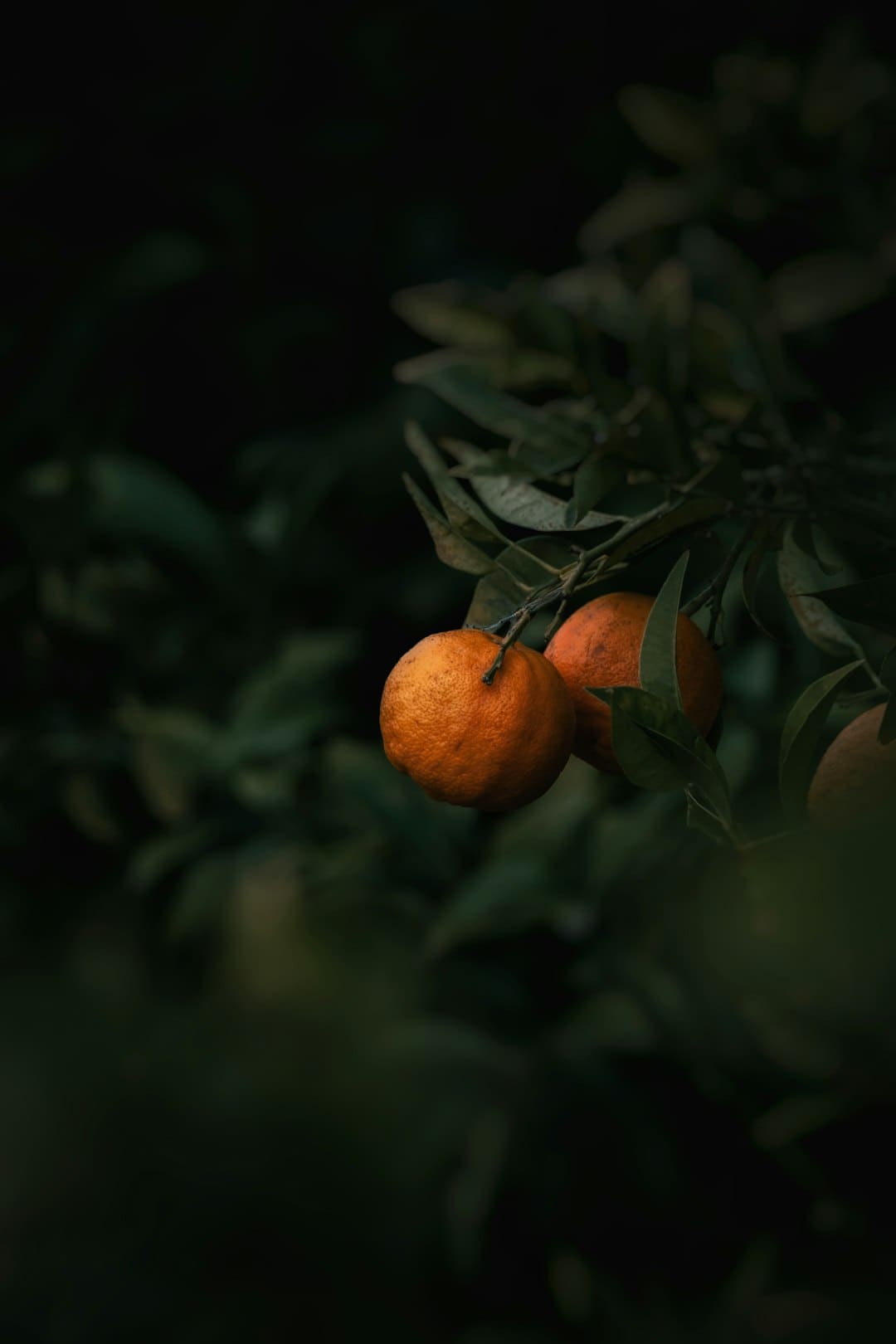 豆角架下的“甲片变形记”